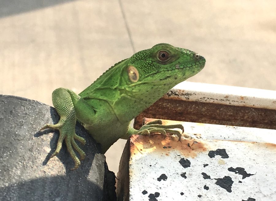 Stowaway Denied Boarding