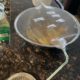 Homemade Fruit Fly Traps