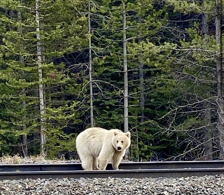 Beary Unusual!